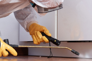 Messie Schädlingsbekämpfung Regensburg